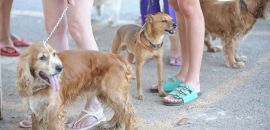 “Humanização” de animais de estimação gera negócios bilionários